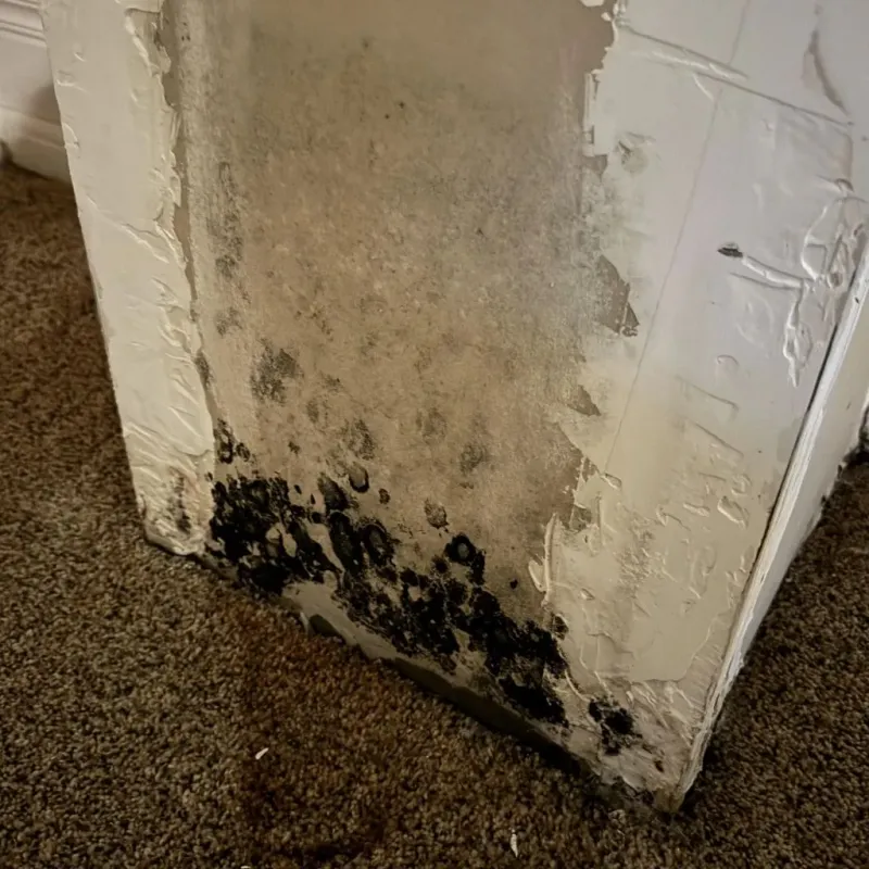 Professional Mold Removal in Ganado, AZ